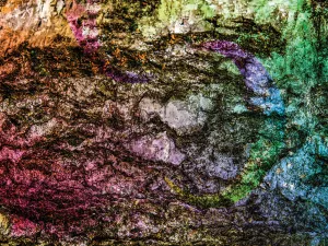 Colorful Bark 15