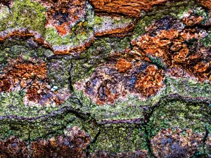 Colorful Bark 19