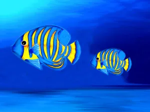 Colorful Fishes
