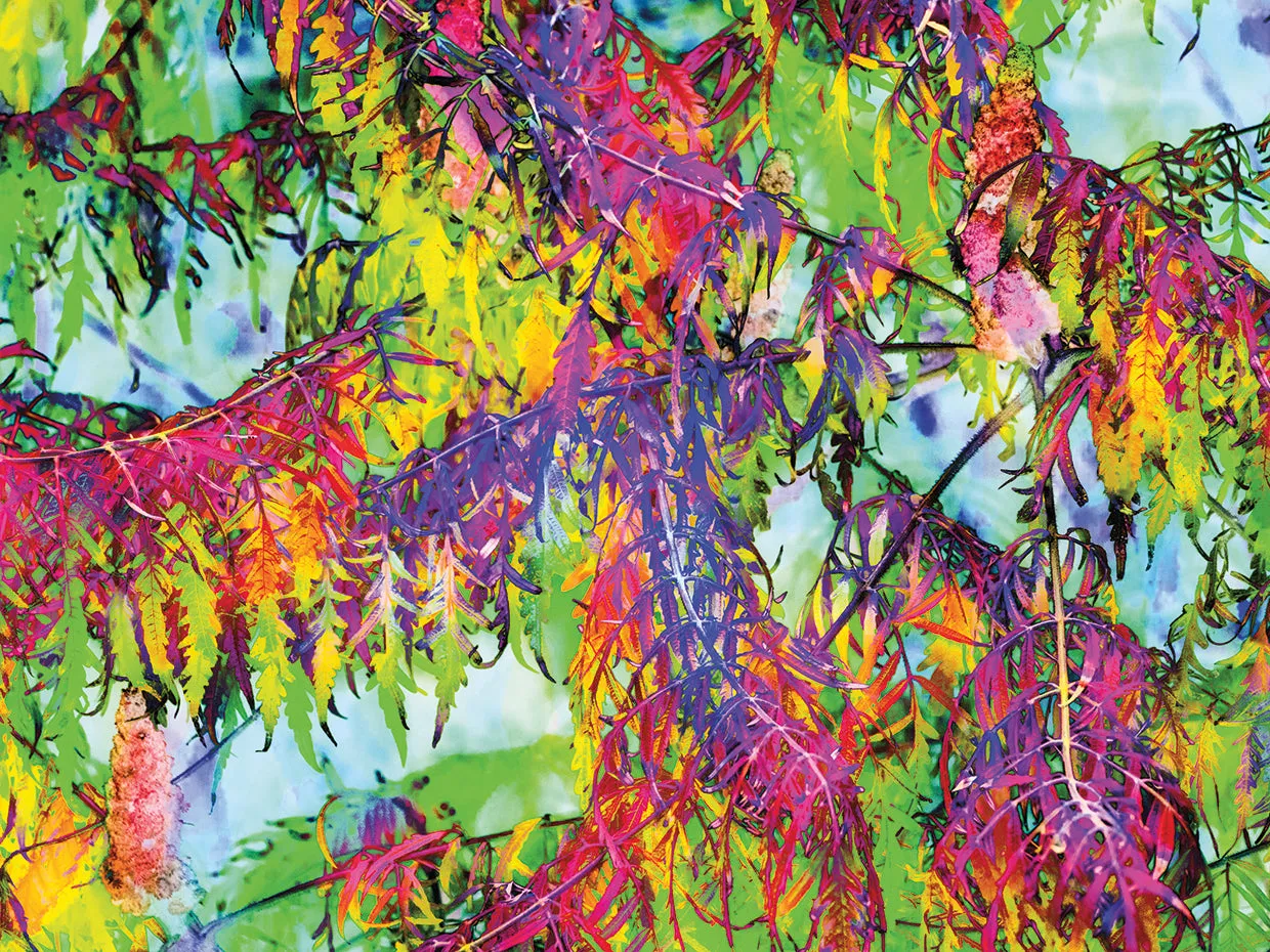 Colorful Foliage 08