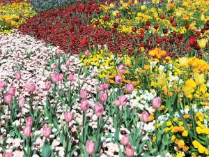 Colorful Garden